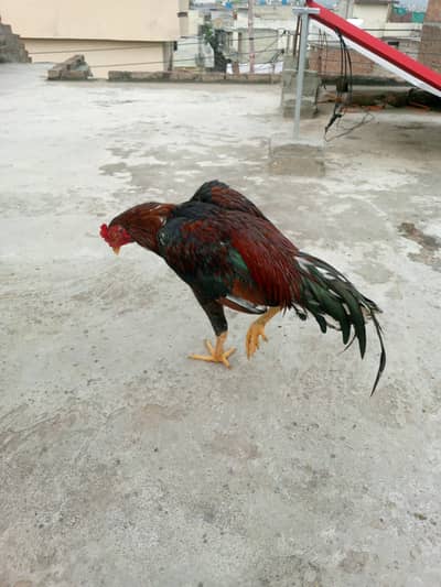 aseel murga mianwali