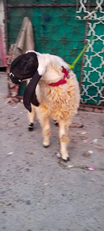 chatra for sale in Lahore
