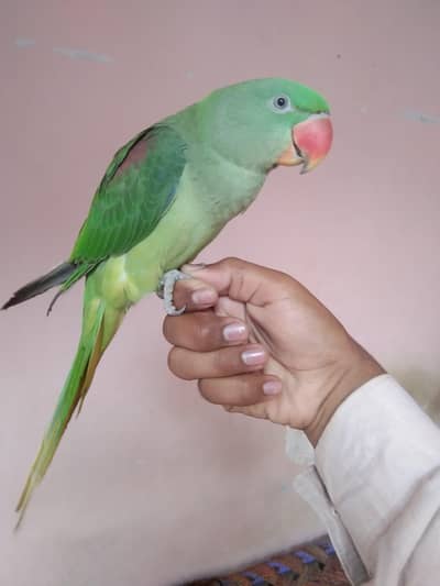 Jambo Size raw parrot baby male
