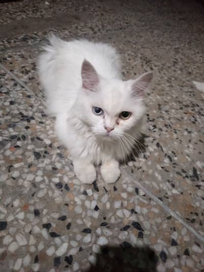 Odd Eyes Tripple long coated Persian Cat