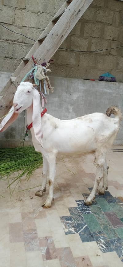 gulabi bakri