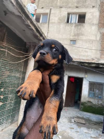 ROTTWEILER FEMALE PUPPY