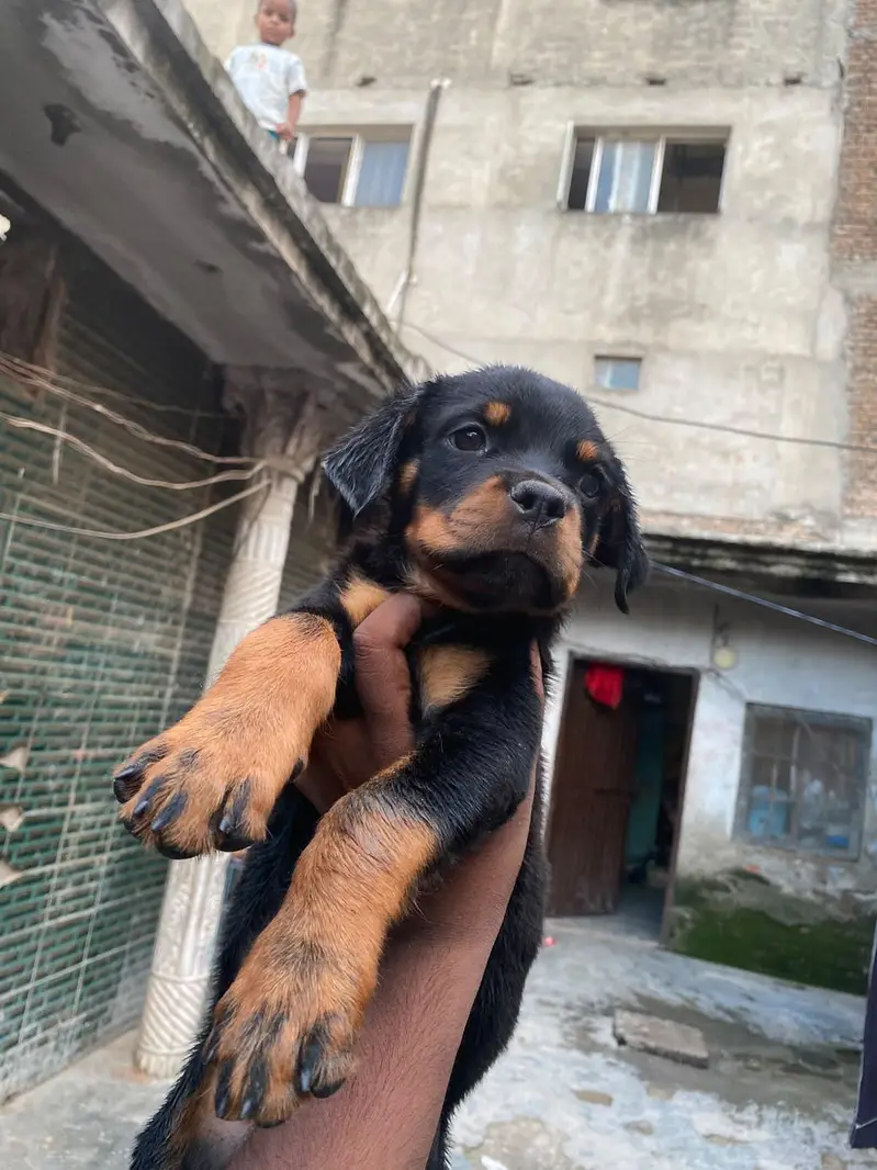 ROTTWEILER FEMALE PUPPY — photo 2