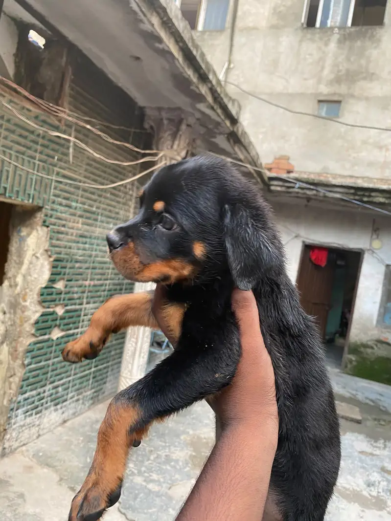 ROTTWEILER FEMALE PUPPY — photo 3