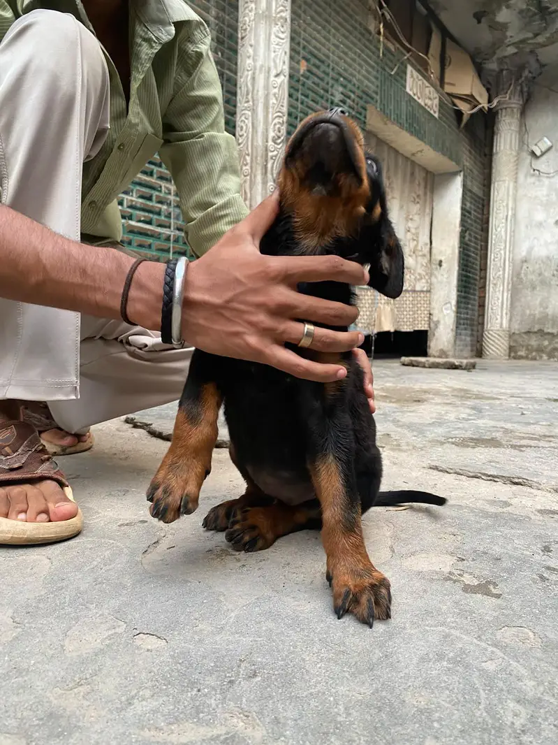 ROTTWEILER FEMALE PUPPY — photo 4