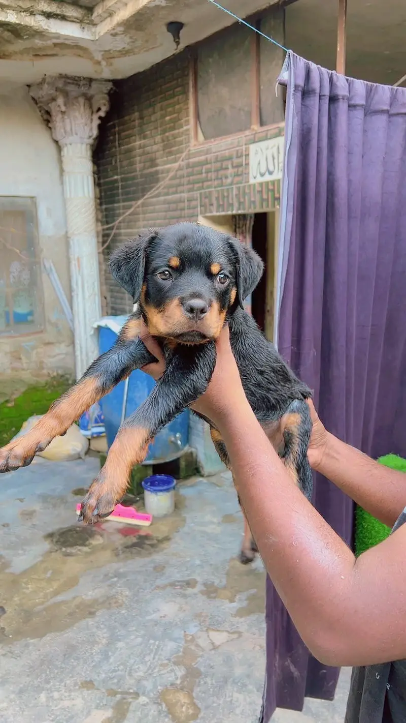 ROTTWEILER FEMALE PUPPY — photo 5