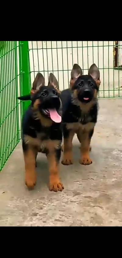 High quality german shepherd puppies.  havey bone structure. Long coat