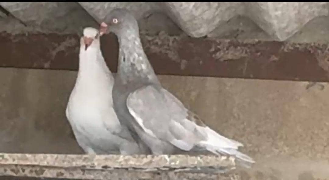 Fancy Pigeons 6