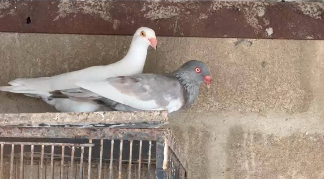 Fancy Pigeons 7
