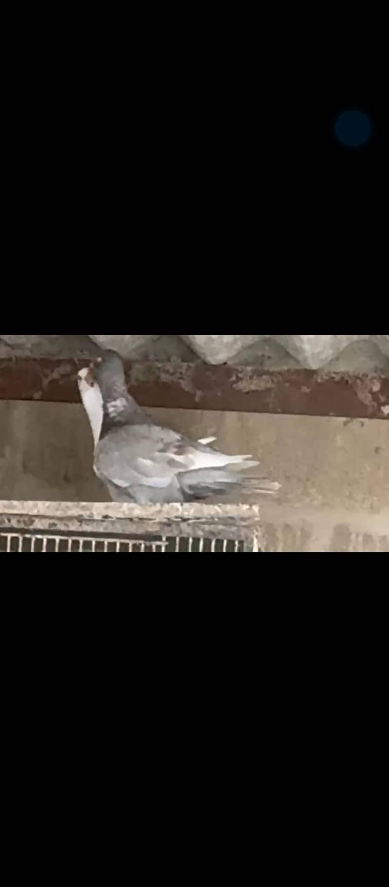 Fancy Pigeons 8