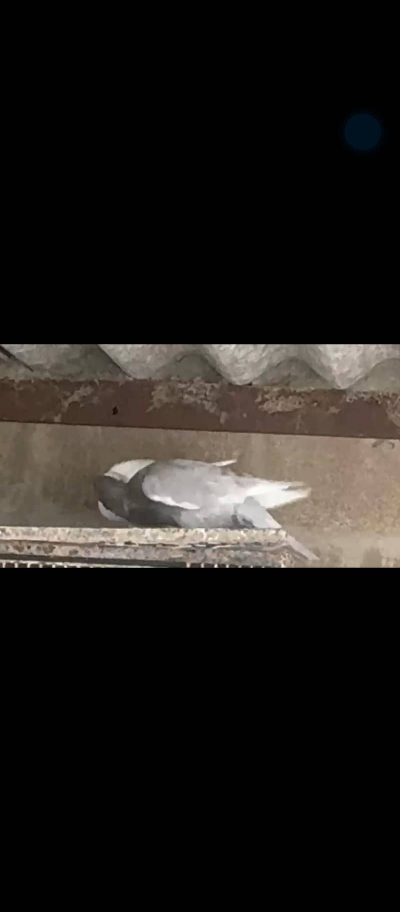 Fancy Pigeons 9