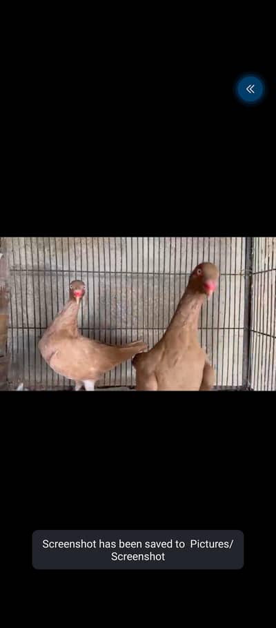 Fancy Pigeons