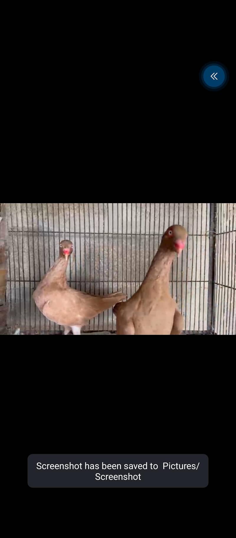 Fancy Pigeons 2