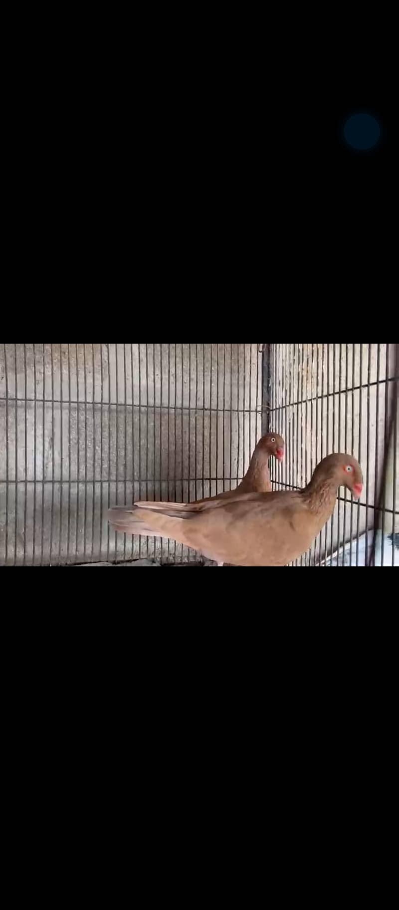 Fancy Pigeons 10
