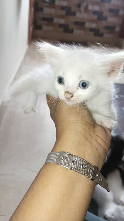 tarkish cat