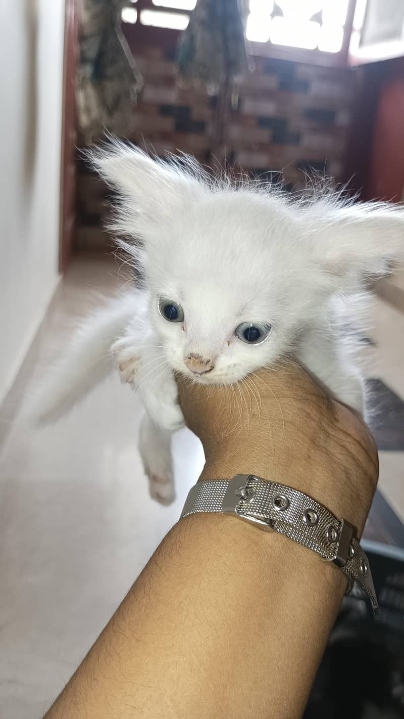 tarkish cat 1