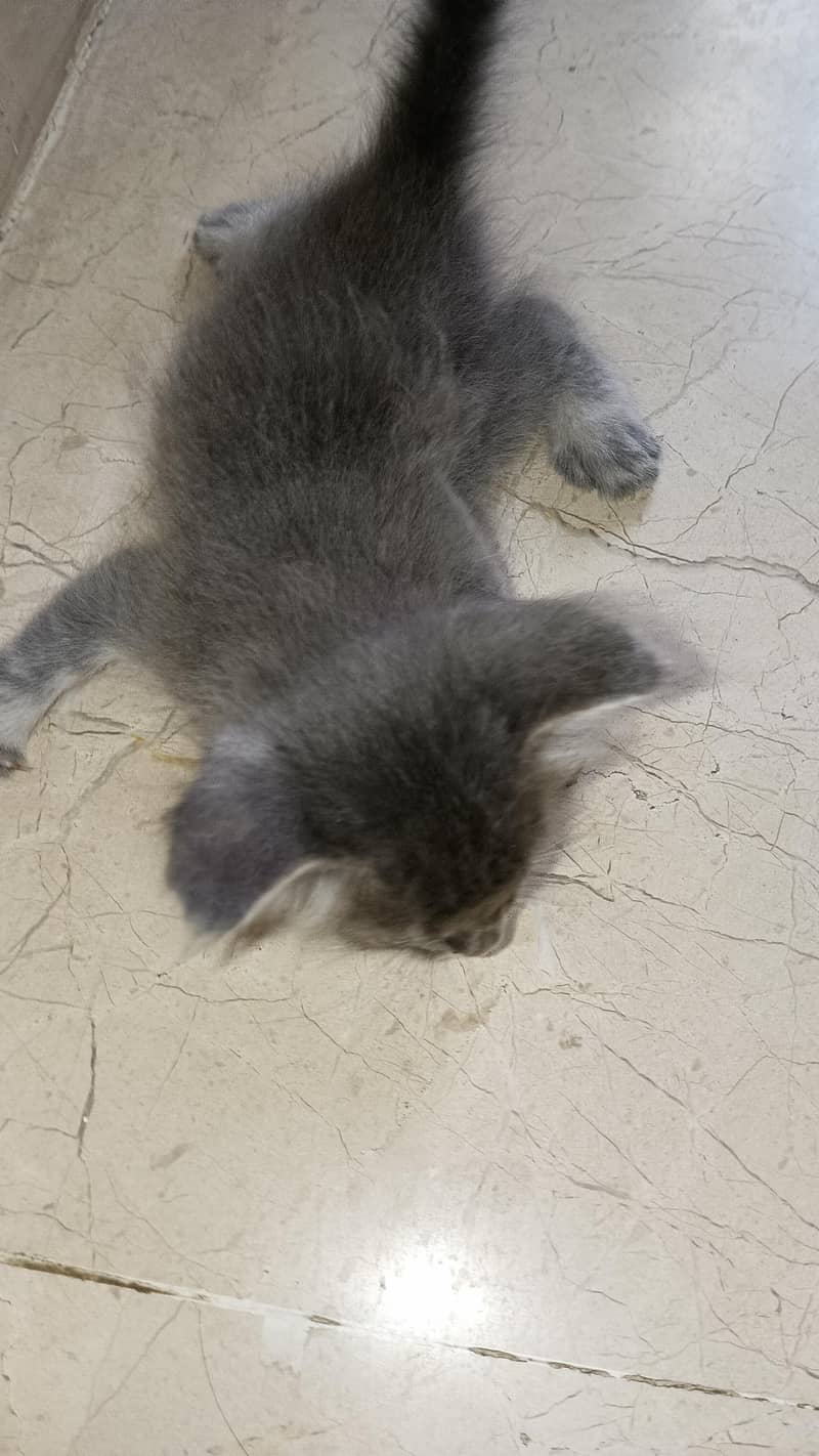 tarkish cat 2