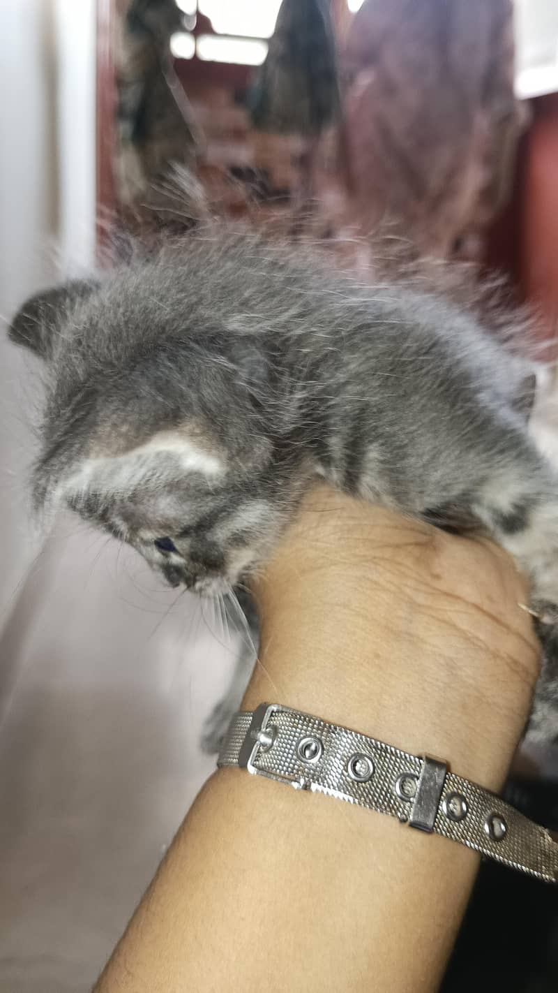 tarkish cat 3