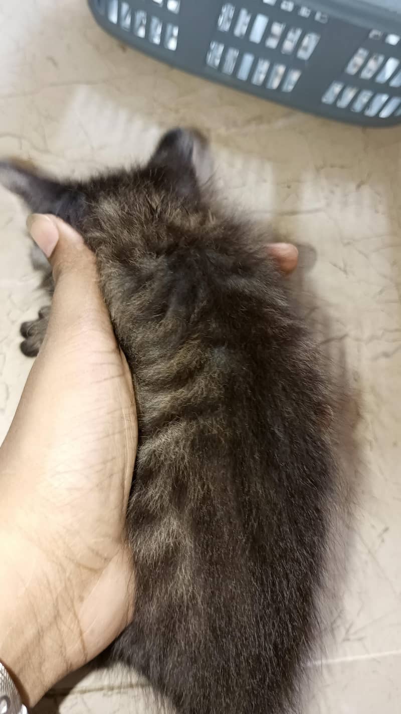 tarkish cat 4