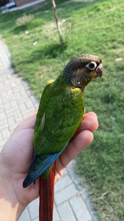 Green cheek conure