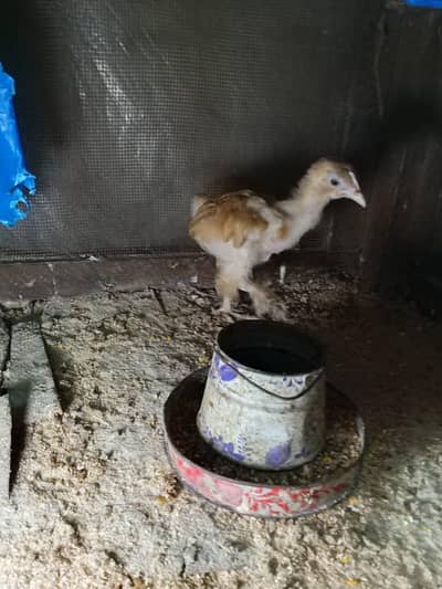 golden heavy buff chick