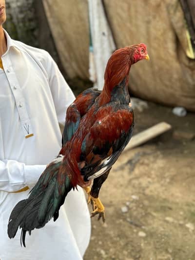 Pakistani Aseel