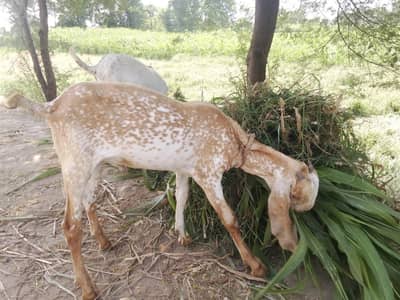 makhi chini Bakra
