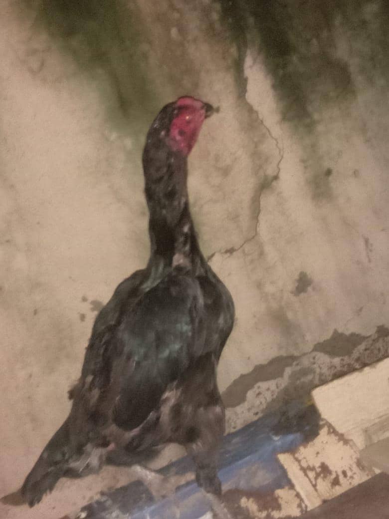 Thai ring bird 3