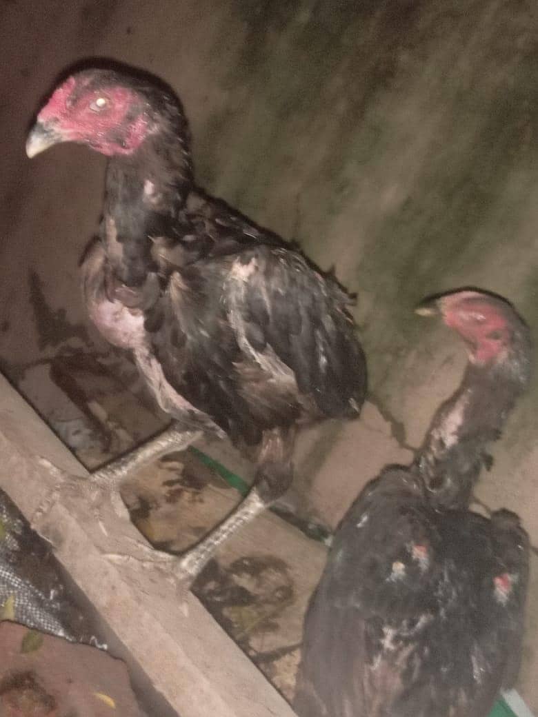 Thai ring bird 6