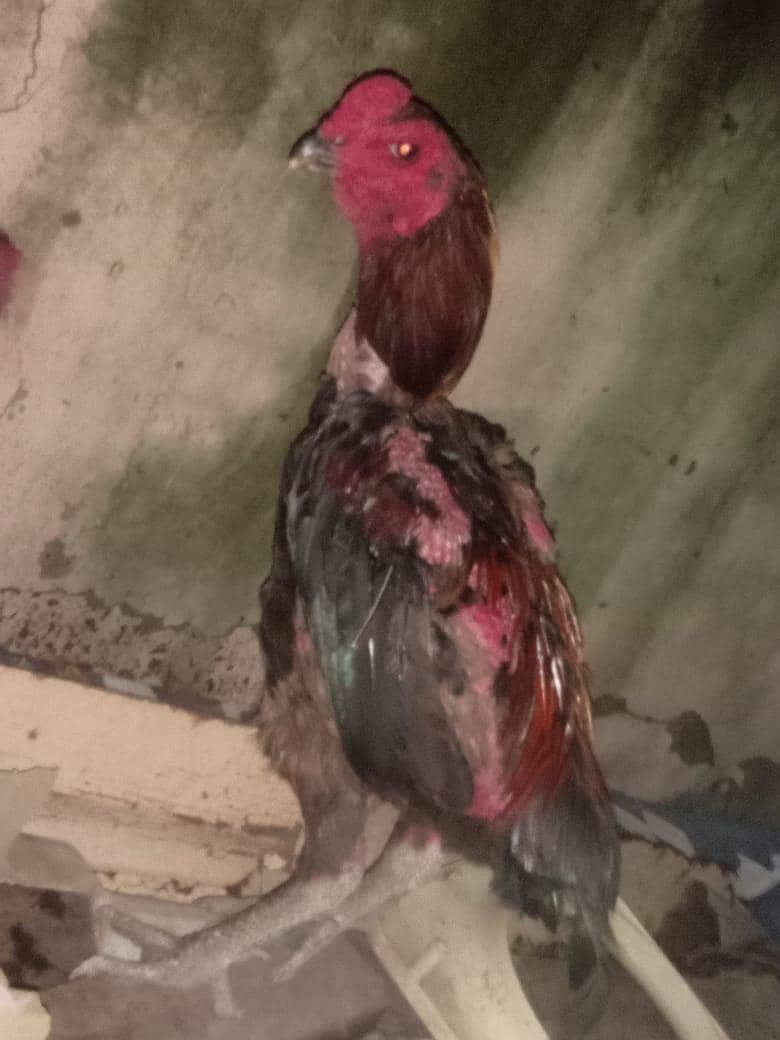 Thai ring bird 9