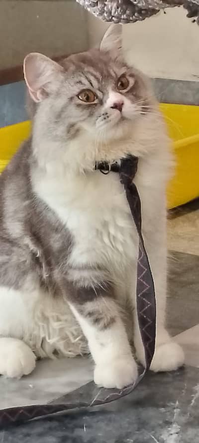Male for sale