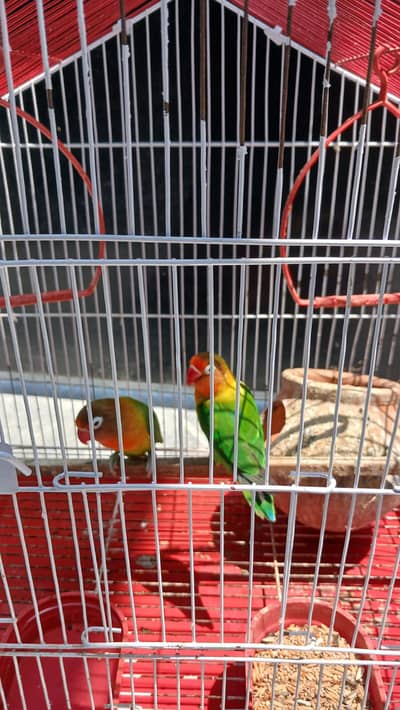 love birds pairs available