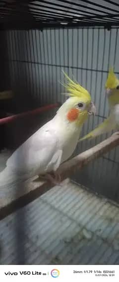 coman white pair
