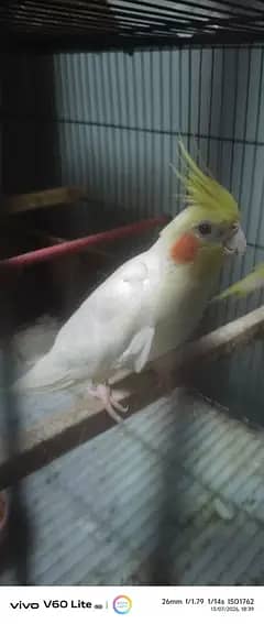 coman white pair 2