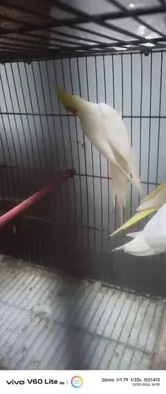 coman white pair 1