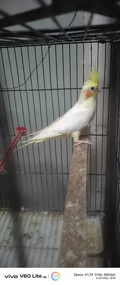 coman white pair 3