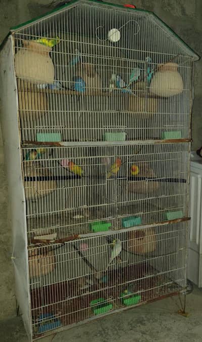 sir ma apna setup sale out kar Raha hu budge pear price 800