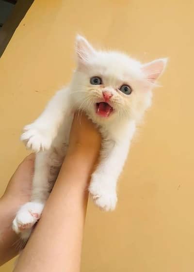 Persian kittens double coated