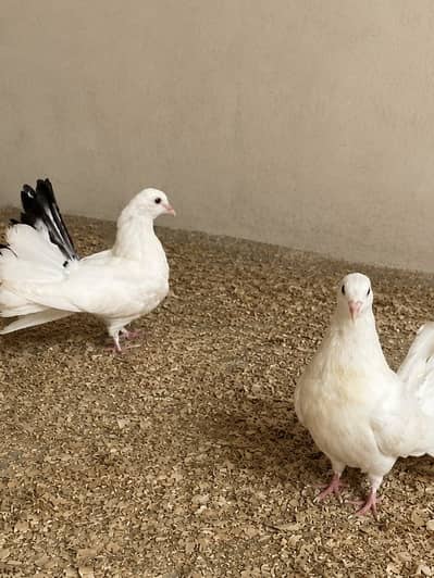 BEAUTIFUL LUCKY PEIGON PAIR