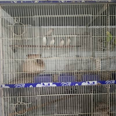 jawa parrots