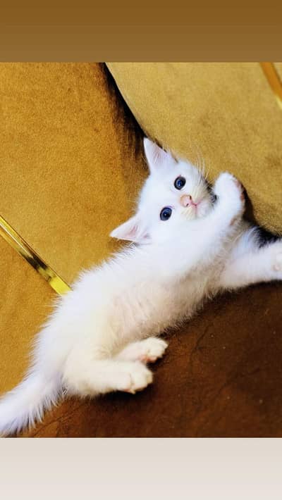 Persian Kittens for sale double coated