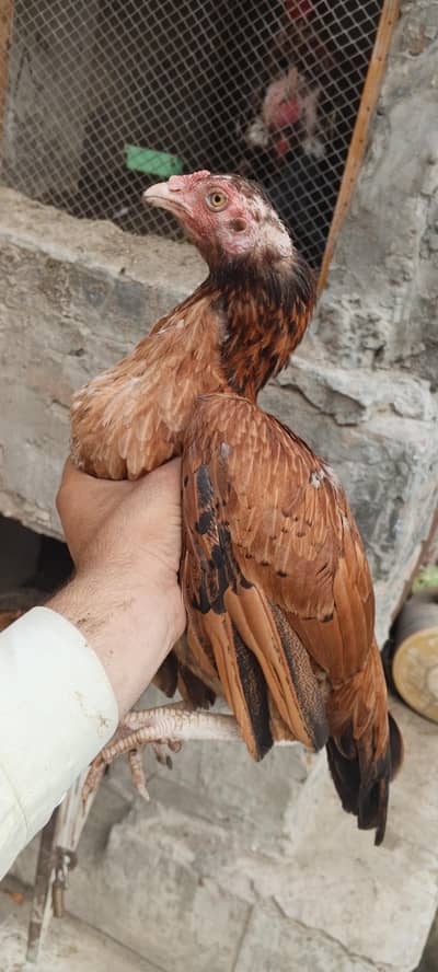 Pure Aseel Mianwali Home breed egg da rhi ha First time