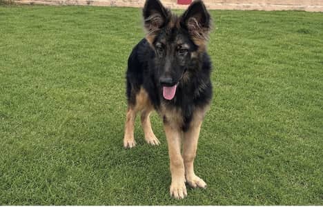 GERMAN SHEPHERD | GERMAN DOG | #german shepherd