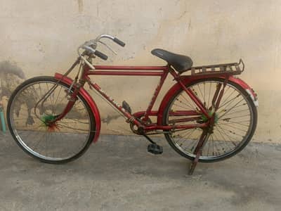 shaheen for sale