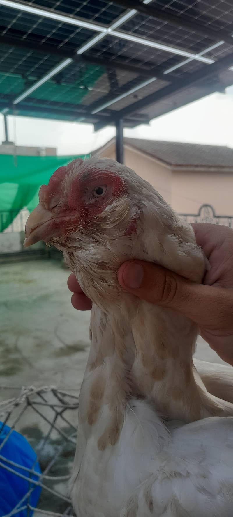 mix breed 1