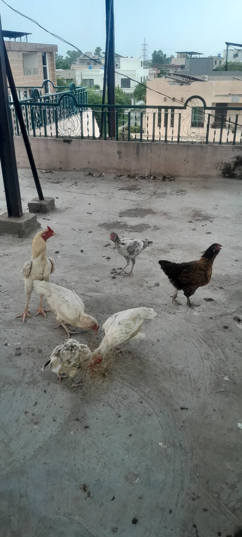 mix breed 11