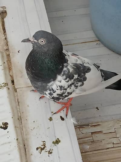 pigeon,s for sale