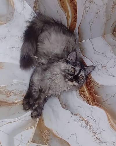 cute cats