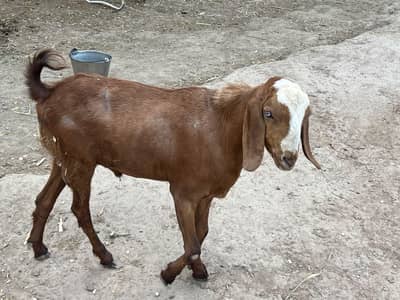 GOATS FOR SALE (MALES & FEMALES).