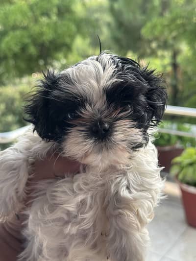Shihtzu